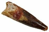Fossil Spinosaurus Tooth - Real Dinosaur Tooth #340621-1